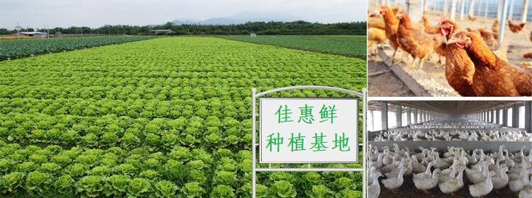 大型蔬菜種植基地