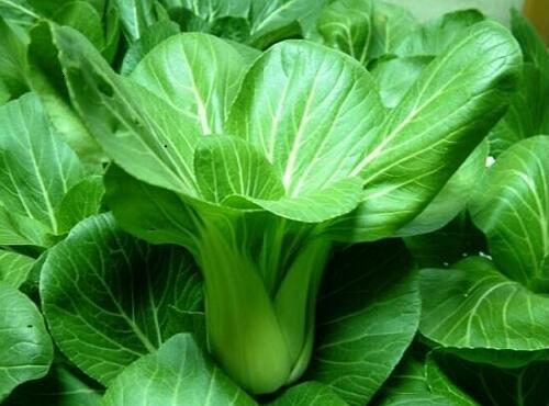 葉菜類驗收標準