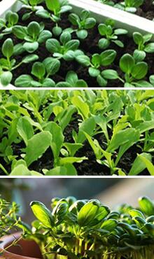 上海青圖片細節